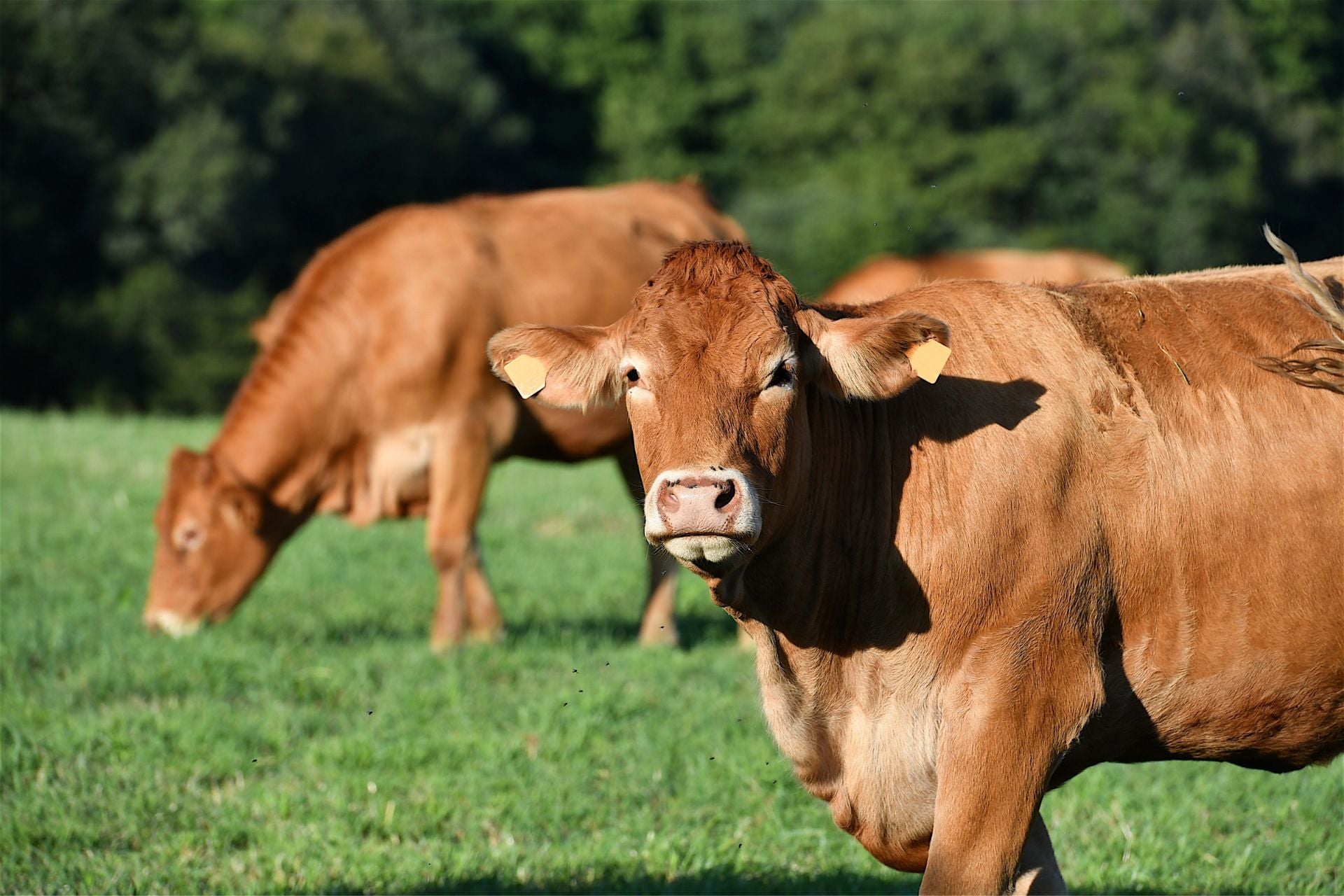 Cows grazing in the Limousin region of Central France.
