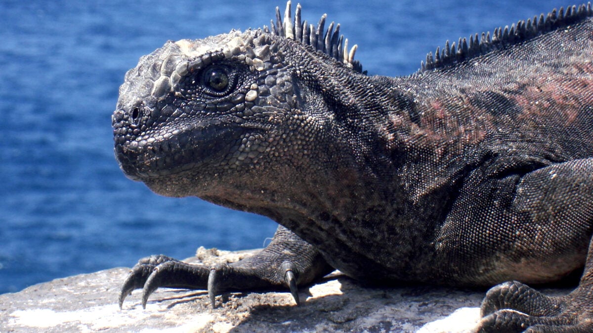 Scientists Fear Super El Niño and a ‘Strange Uptick’ in Trafficking Could Decimate Galápagos Iguana Populations Scientists Fear Super El Niño and a ‘Strange Uptick’ in Trafficking Could Decimate Galápagos Iguana Populations