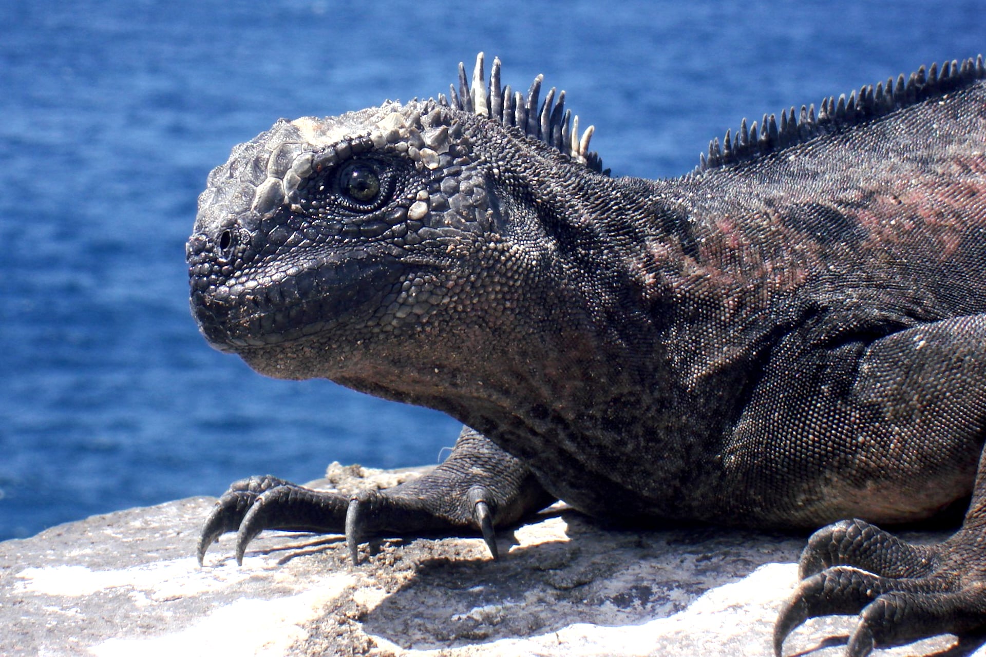 Scientists Warn Super El Niño and Rising Illegal Trade Threaten Galápagos Marine Iguanas