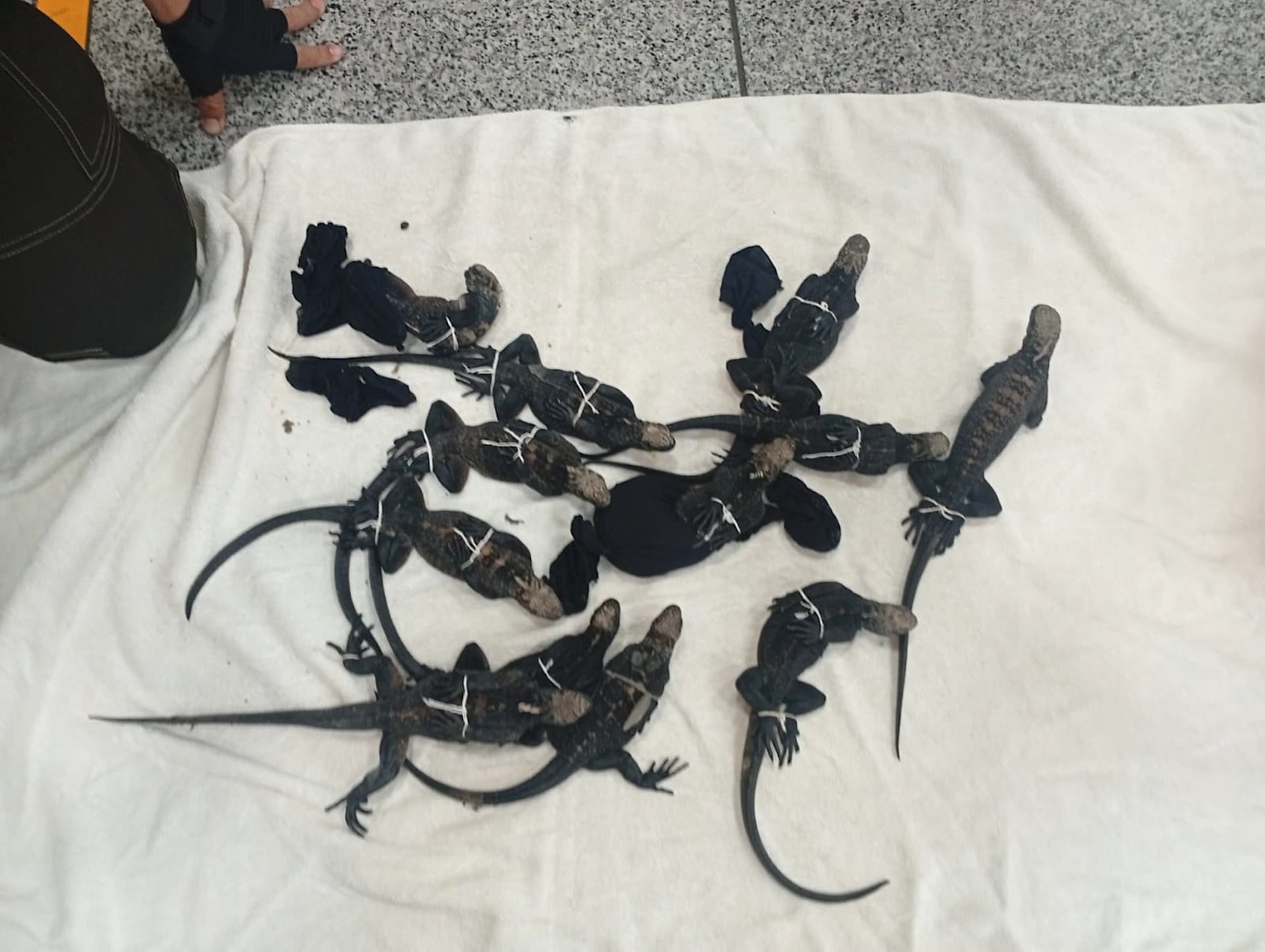 Galapagos Iguana Trafficking 2026 Airport