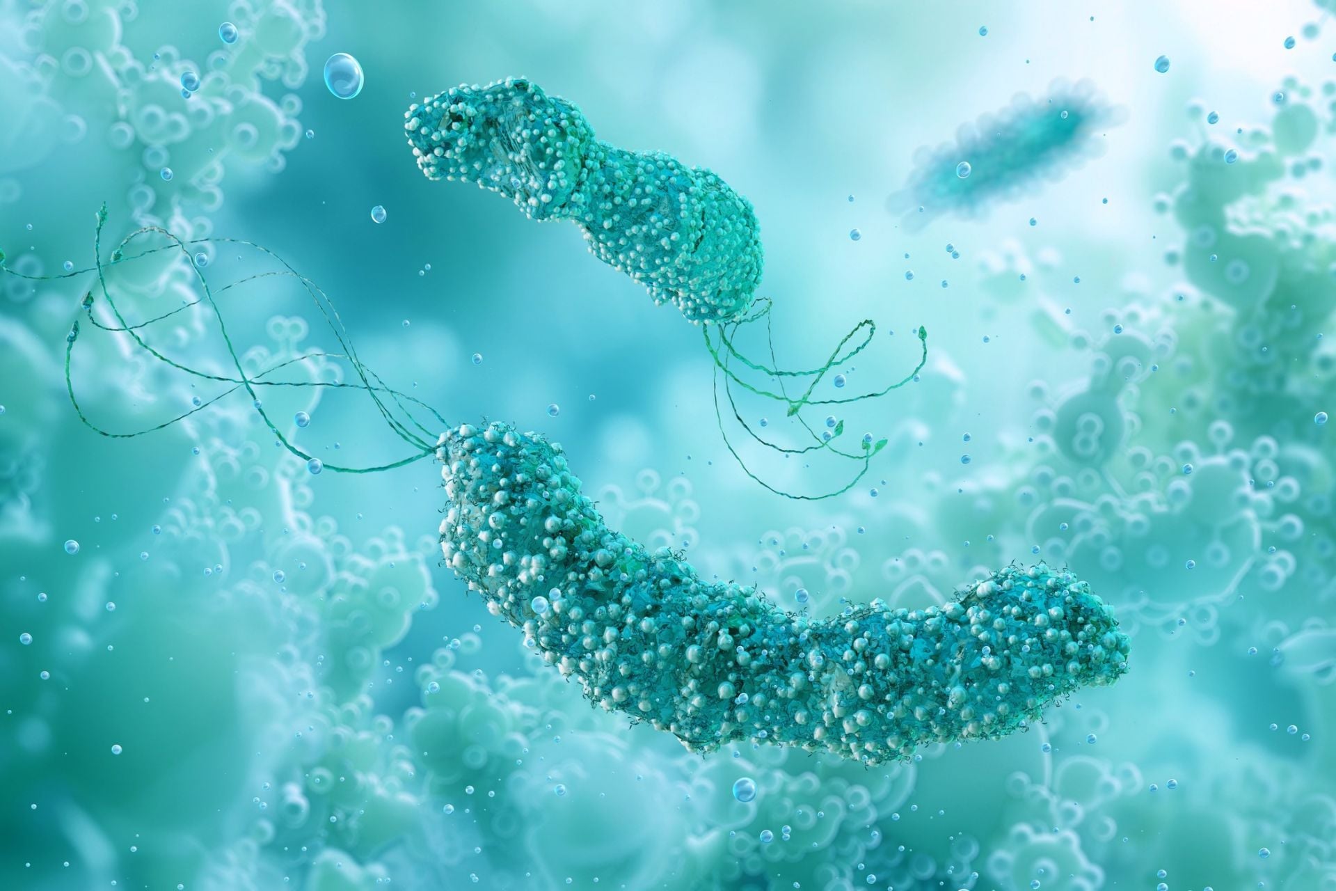 A 3D illustration of H. pylori bacteria.
