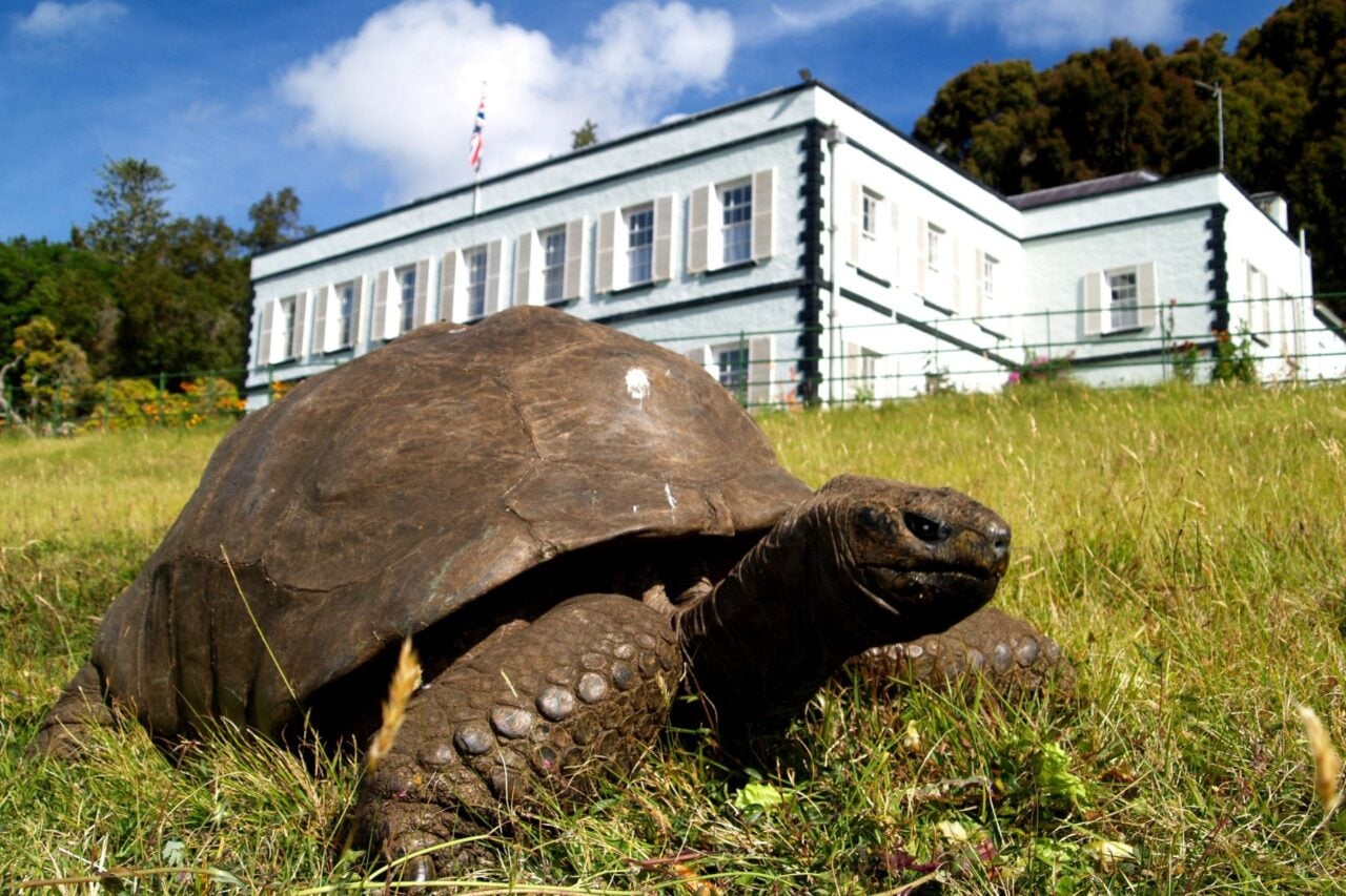 Jonathan the Tortoise Has Survived 2 Centuries and a Fake Death. Now Scientists Are Unraveling His Anti-Aging Secrets