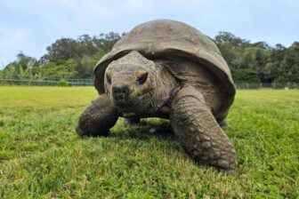 Jonathan Tortoise 2