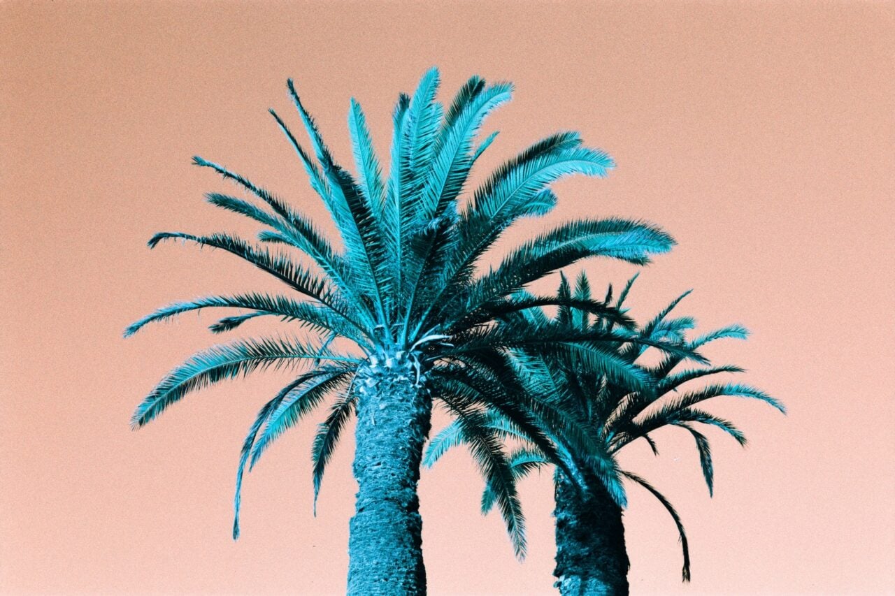 Palm Trees In Del Mar, California