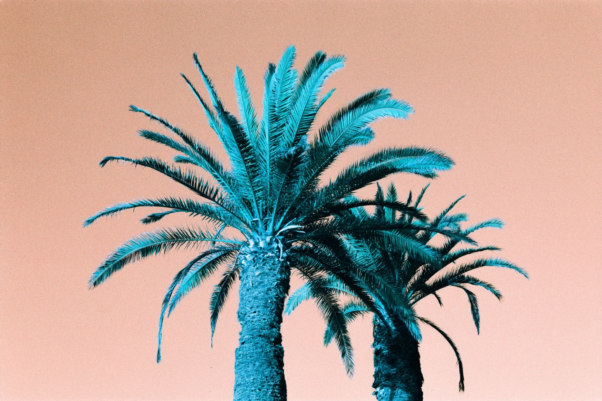 Palm trees in San Diego, California, photographed in 35mm LomoChrome Truquoise 