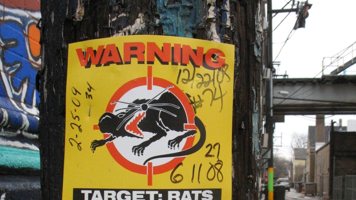 A Billionaire Is Fueling a Rat Explosion in a Chicago Park…
