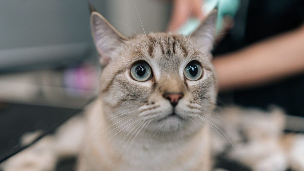 The Flesh-Eating Screwworm Is Spreading&mdash;and Now Burrowing Into Cats