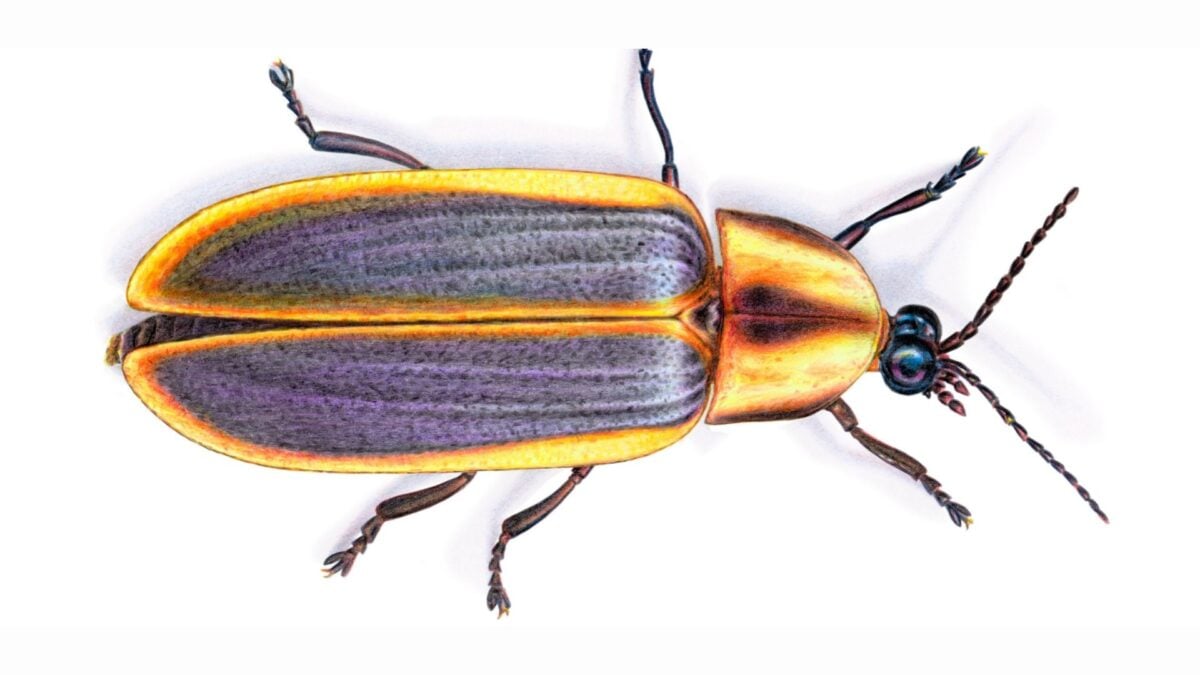 A Firefly Lost for 43 Years Is Back—and It’s Far From the Only One Missing
