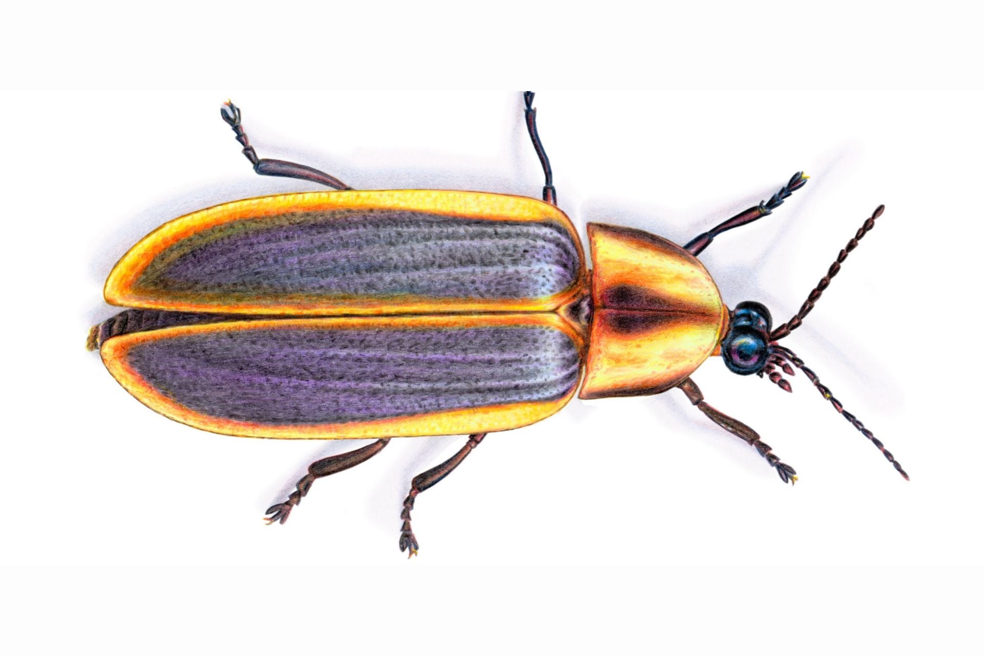 Decades-Old Firefly Rediscovered Highlights Widespread Insect Decline in North America