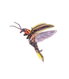 Similar Firefly side wiew