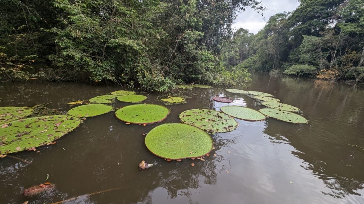 Photograph accompanying Botanists name a Colombian giant waterlily first flagged in a swimmer's online photos