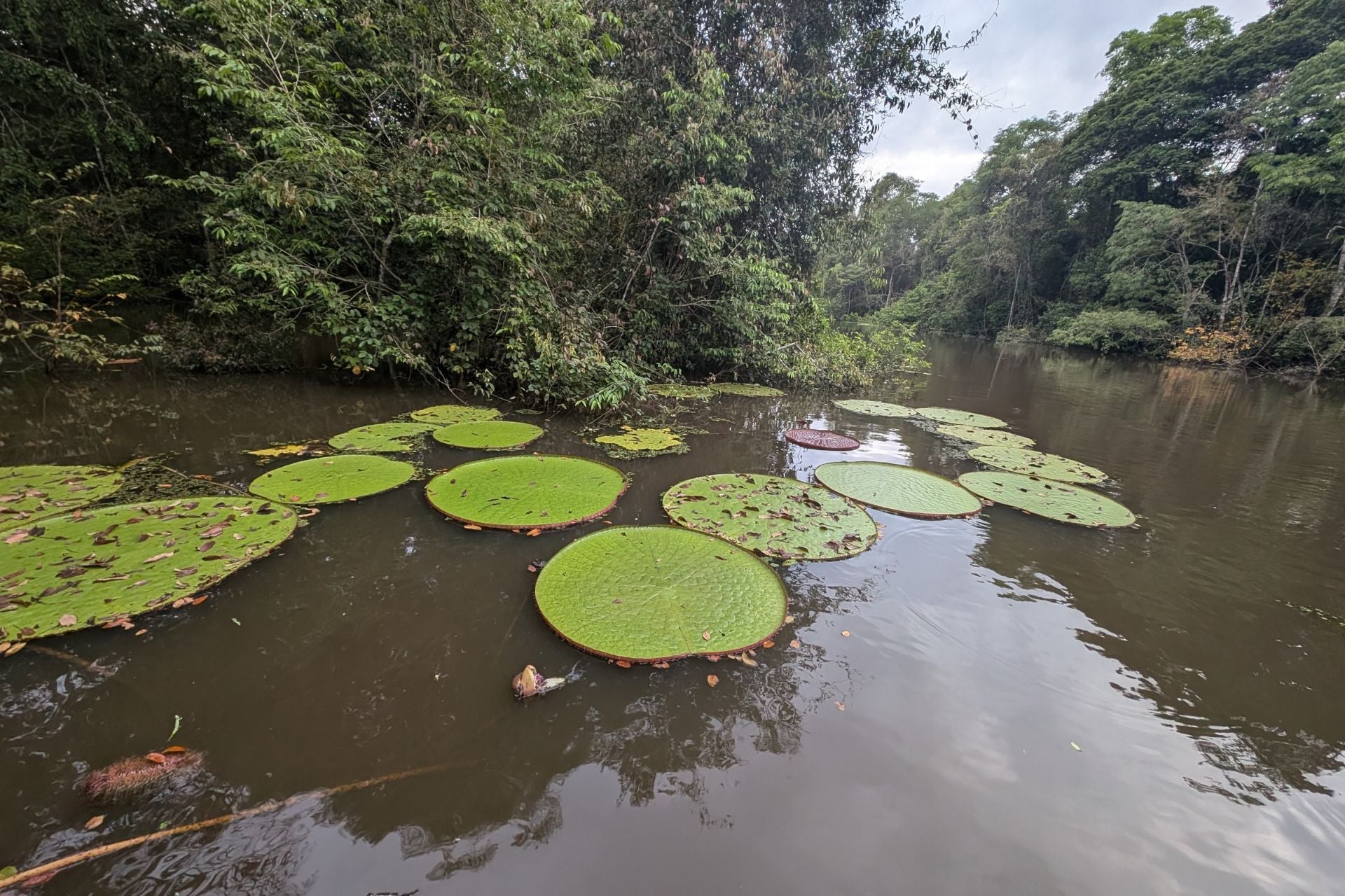 Several pads of the waterlily plant Victoria colombiana.