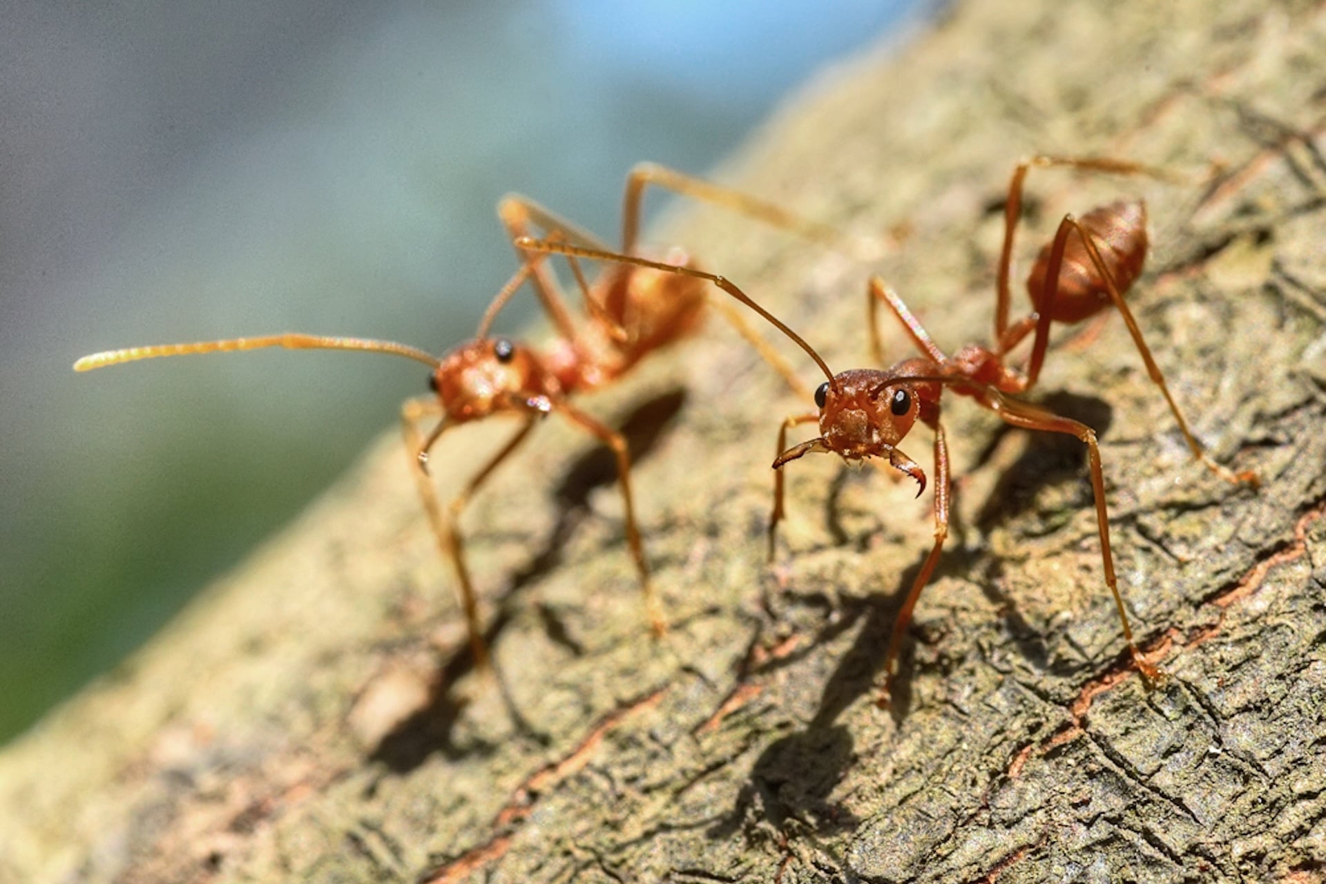 Ants, not unlike these two, likely benefited from virus-like transposable DNA, or “jumping genes,” which helped them adapt after the Chicxulub extinction event killed off the dinosaurs.