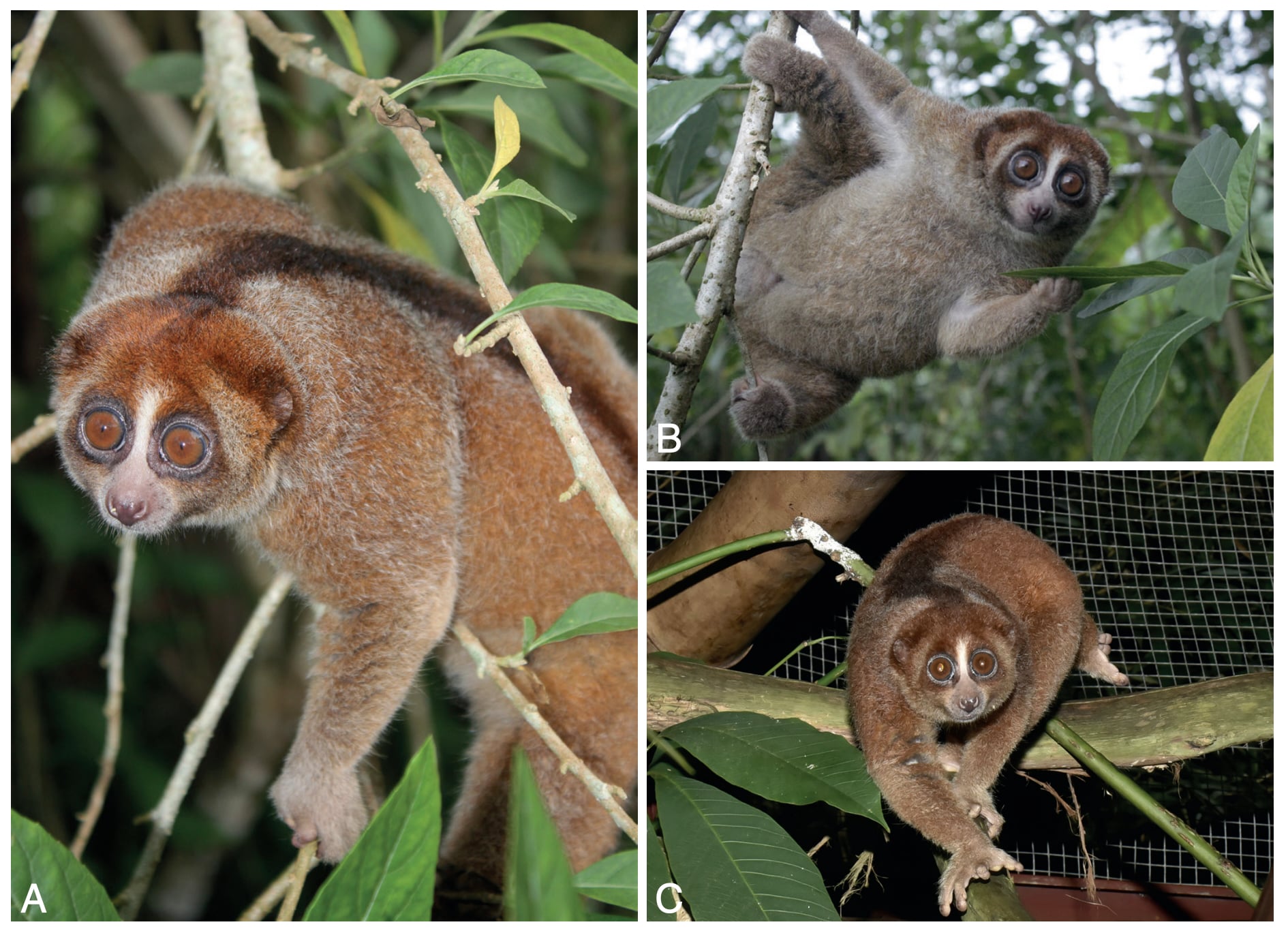 bangka slow loris 2023 at Alobi