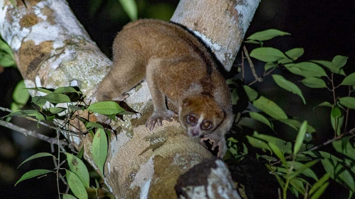 Lost to Science for 89 Years, a Venomous Primate Has Been Sneaking Into People&rsquo;s Homes and Gardens