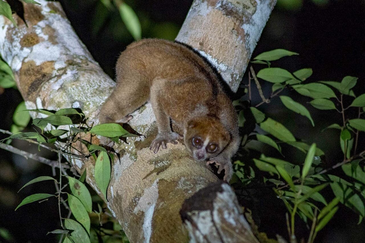 Lost to Science for 89 Years, a Venomous Primate Has Been Sneaking Into People’s Homes and Gardens
