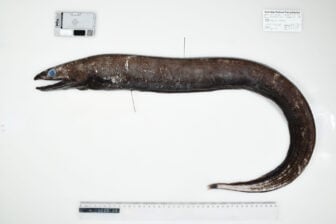 Basketwork Eel Csiro Australian National Fish Collection