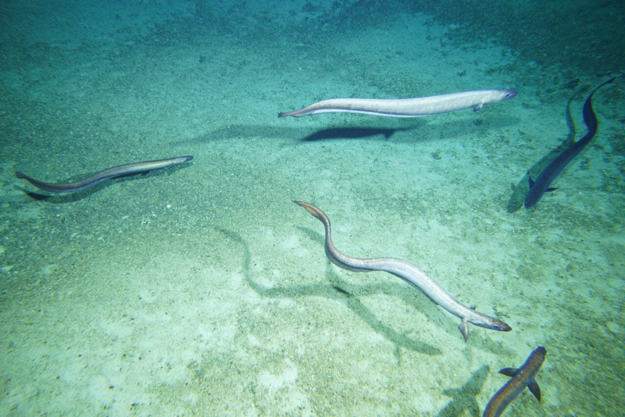 Basketwork Eels Patience Seabed 2025