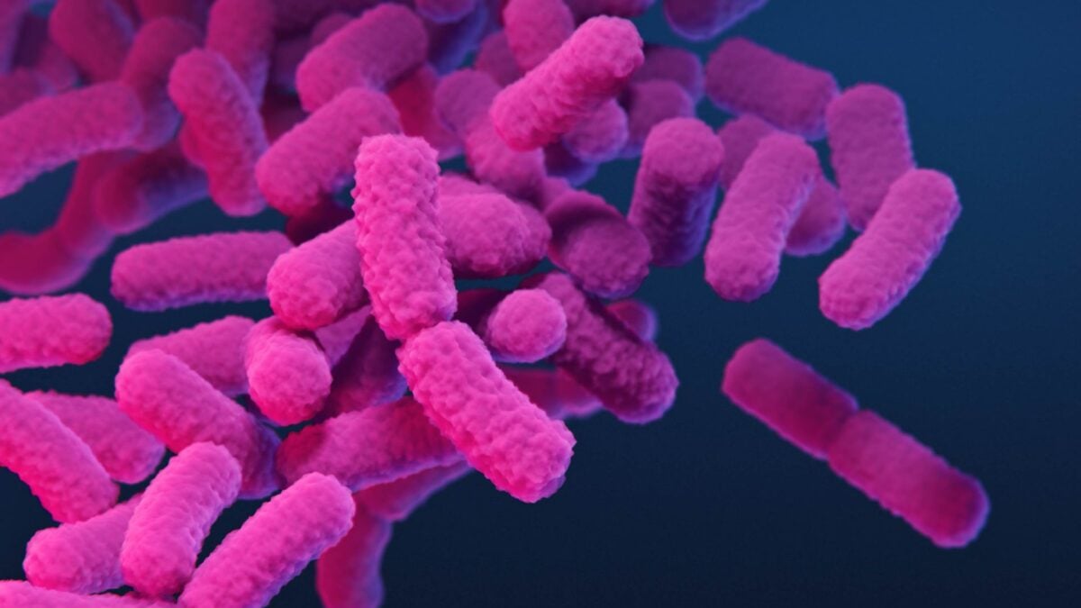 As superbactérias estão vencendo – agora matam 50 mil americanos por ano
