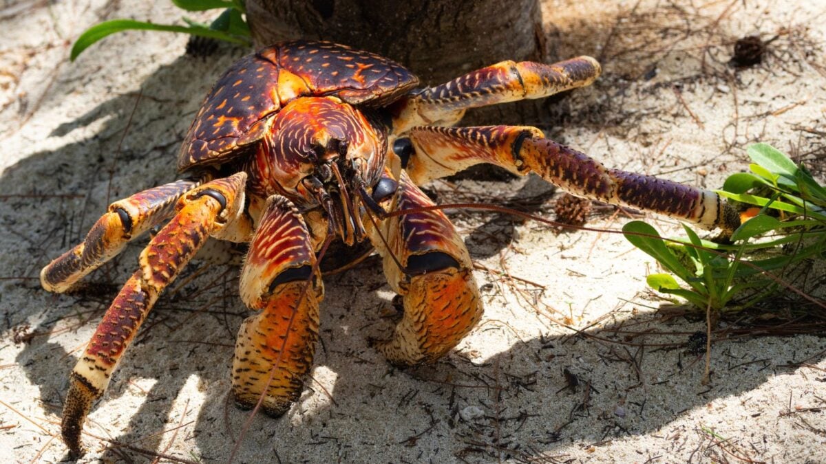 Giant, Meat-Eating Crabs Are the Latest Obstacle in the Search for Amelia Earhart&rsquo;s Plane