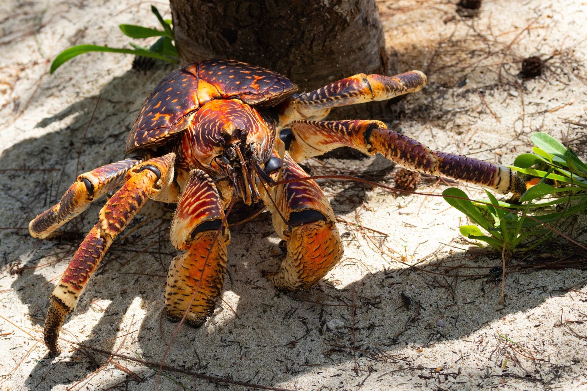 Coconut crabs, also called robber crabs, are abundant on the Central Pacific island of Nikumaroro.