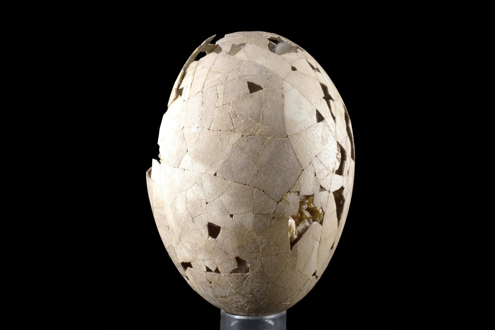 Peter Jackson Secures One of Fewer Than 40 Known Moa Eggs for Return to New Zealand