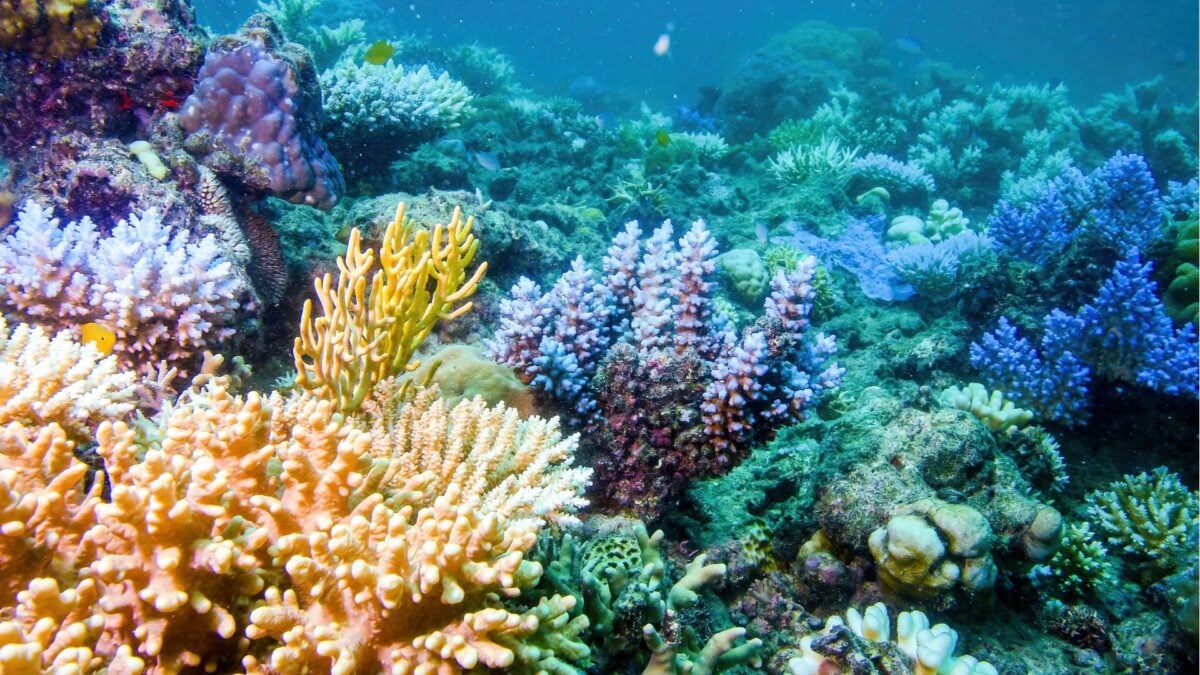 Earth’s Shallow Coral Reefs May Have Just 50 Years Left