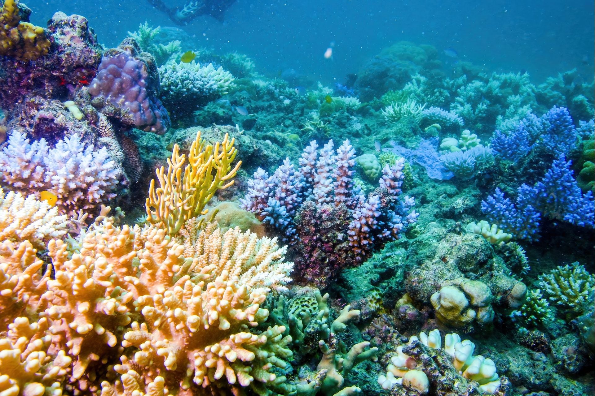 The world's shallow coral reefs are at extremely high risk of collapse, new data shows. 