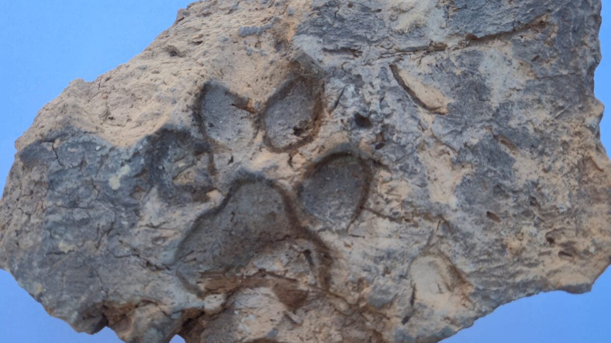 Dog Paw Prints on 4,000-Year-Old Brick Are Adorably Relatable