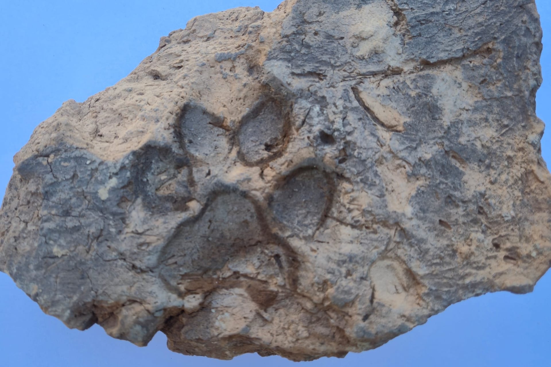 A footprint presumably left behind by a dog in a human settlement from the Bronze Age.