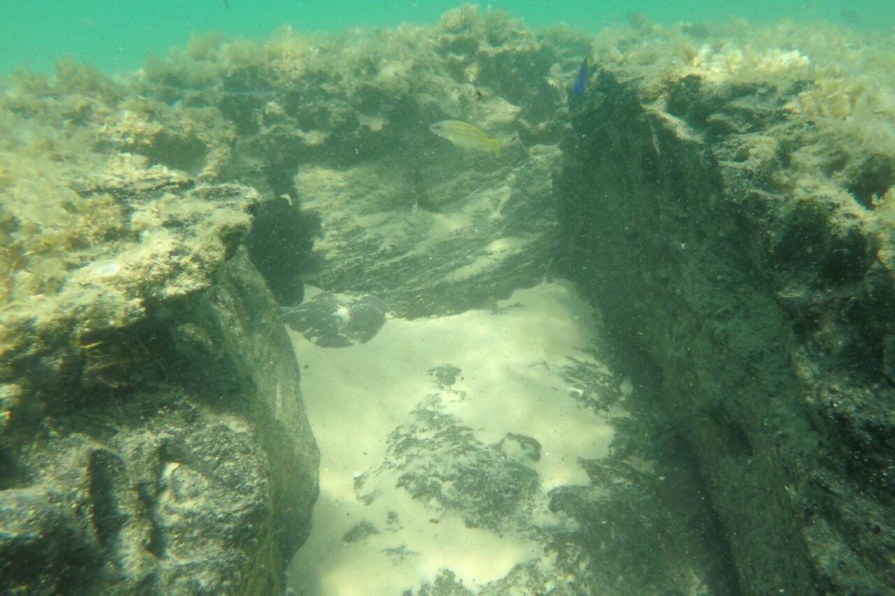 Thousands of Years Ago, This Seafloor Was a Forest. Now It’s Something Else Entirely