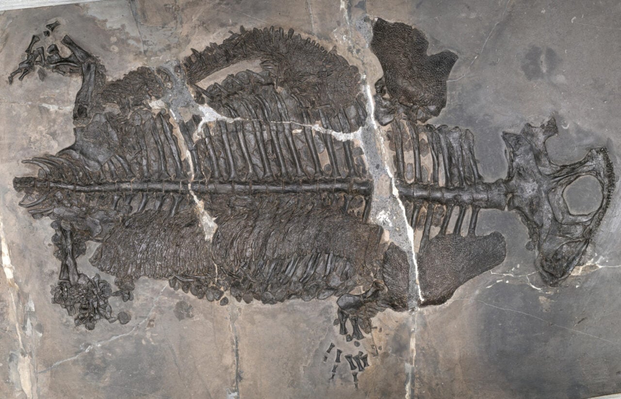 Holotype Gerrothorax Maritimus
