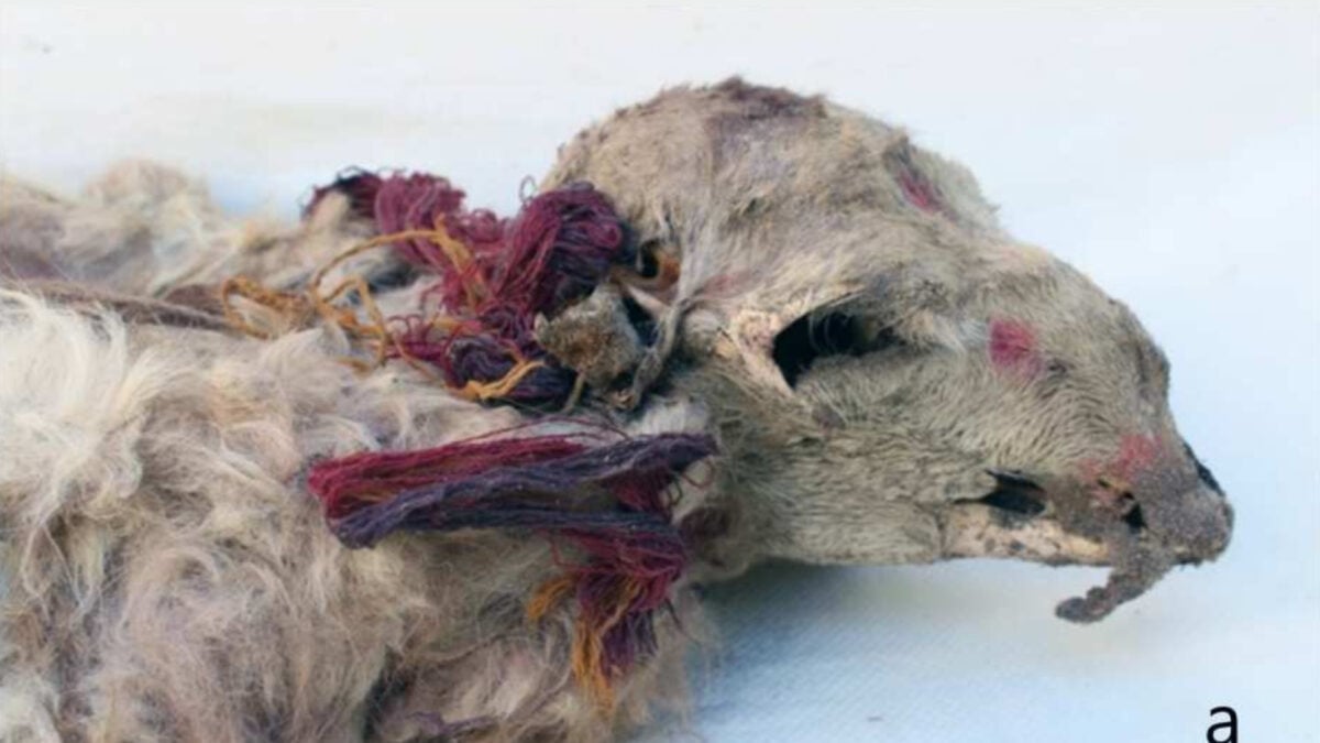 The Inca Dressed Llamas in Tassels and Face Paint—Then Likely Buried Them Alive The Inca Dressed Llamas in Tassels and Face Paint—Then Likely Buried Them Alive
