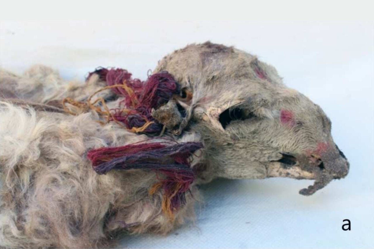 Llama Sacrifice Inca Tasseled Coca Leaves