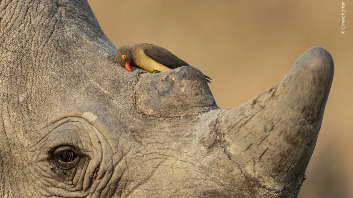 This Bird Has Seen Some Things—and the Photo Just Won an…