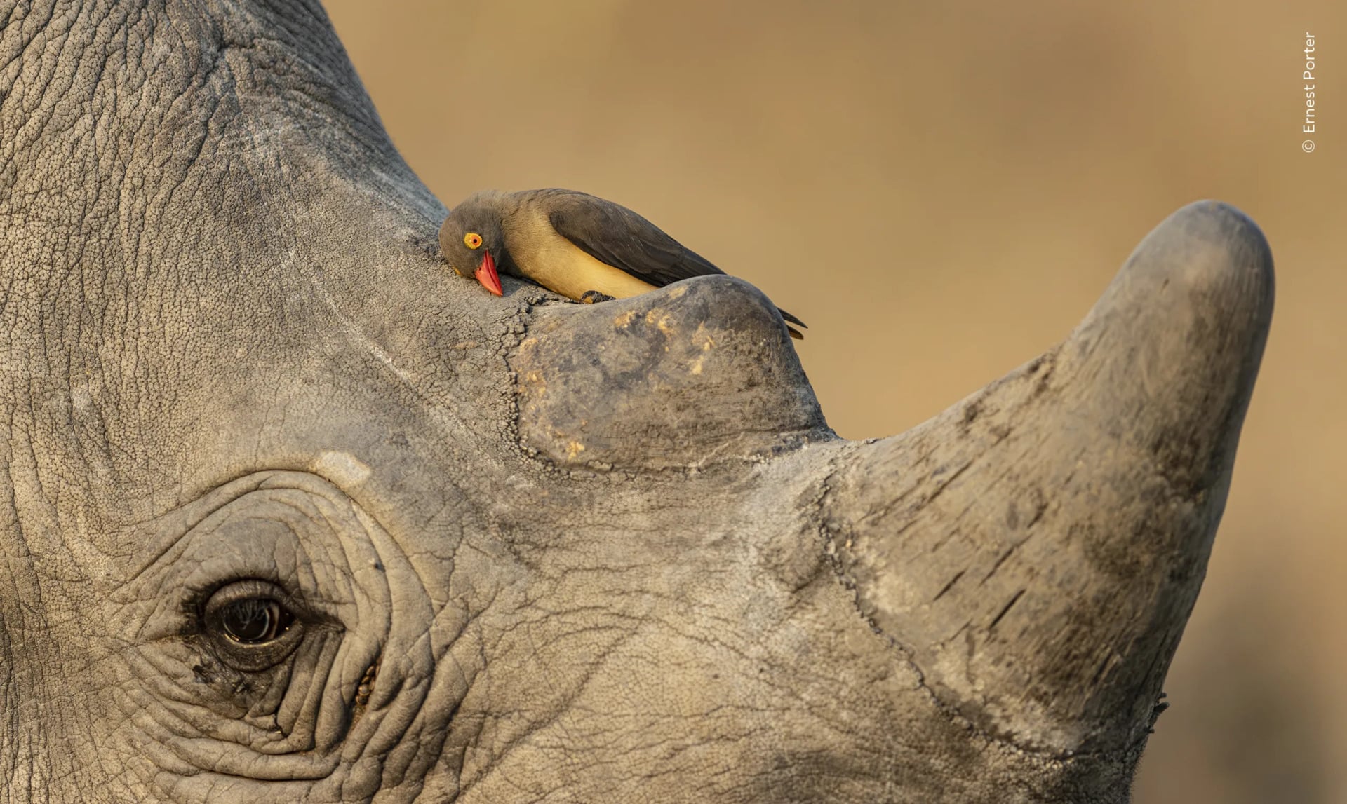 Mutual Friends Nhm Wildlife Photography Awards