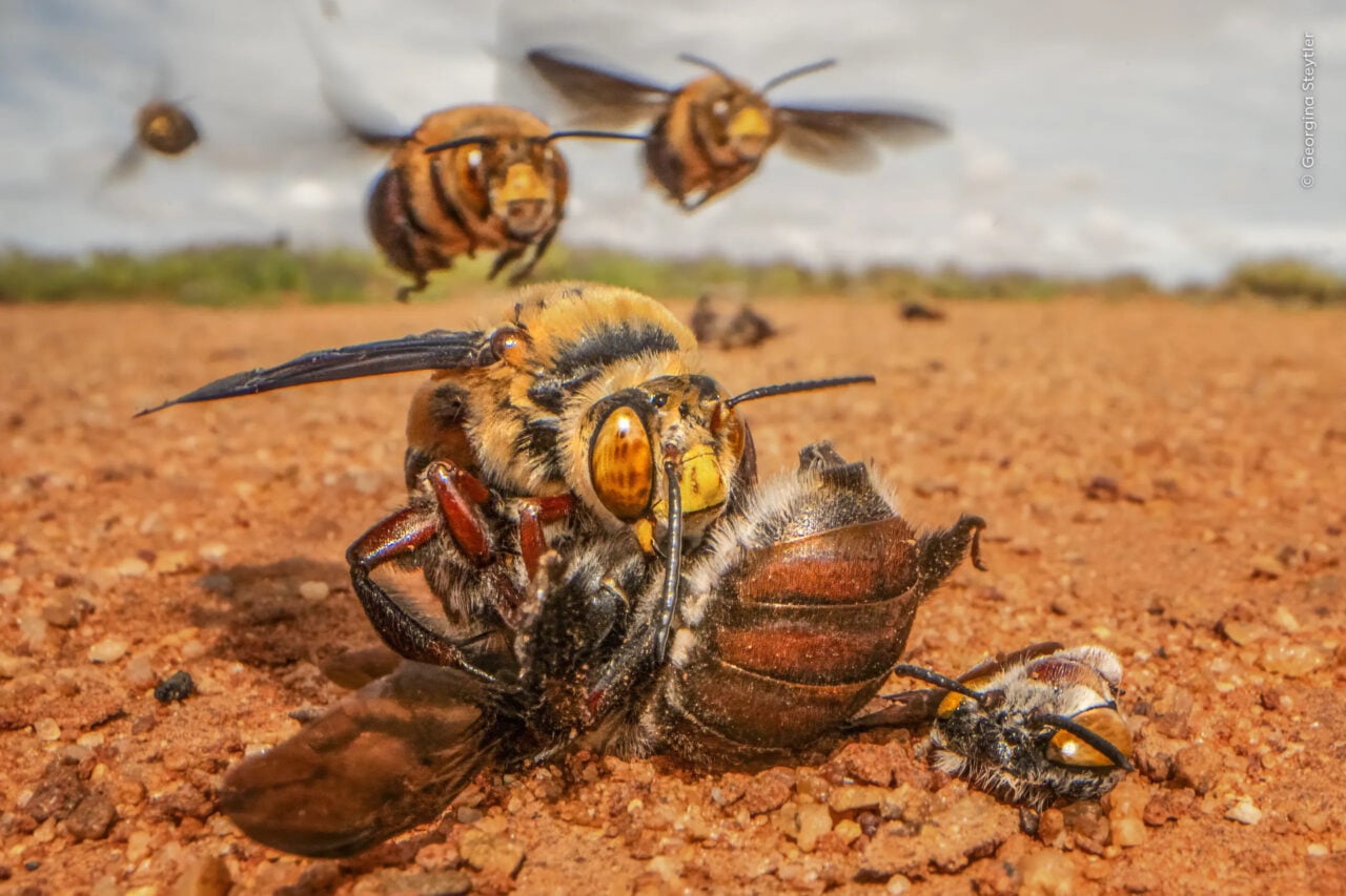 Nhm Wildlife Photographer A Race To Mate