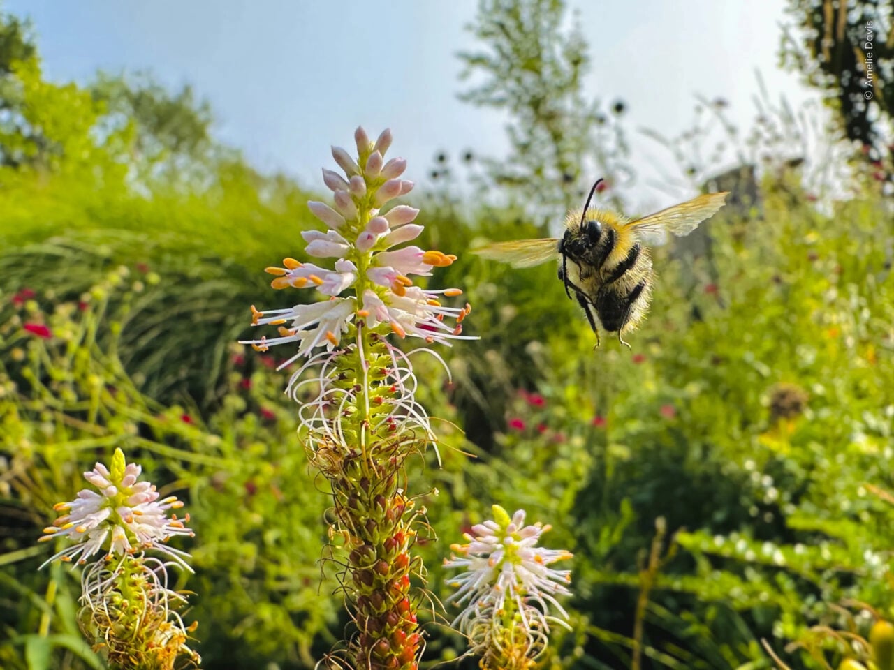 Nhm Wildlife Photographer Flight Of The Bumblebee