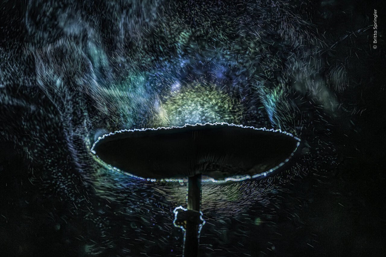 Nhm Wildlife Photographer Fungi Fireworks
