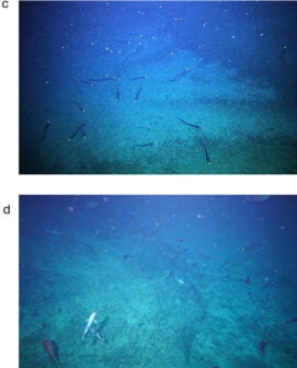 Orange Roughy Versus Basket Work Eel Acoustic Study