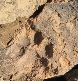 Pawprint Image Turkiye
