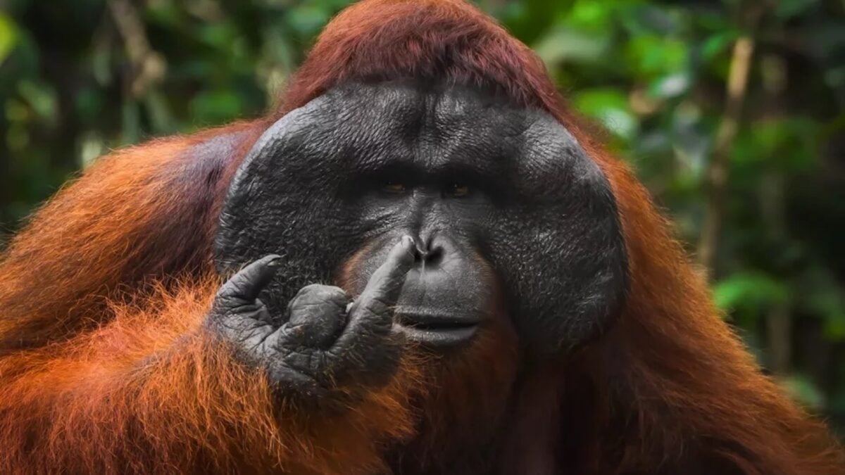 Nature’s Goofy Side Takes Center Stage in the Funniest Wildlife Photos of the Year