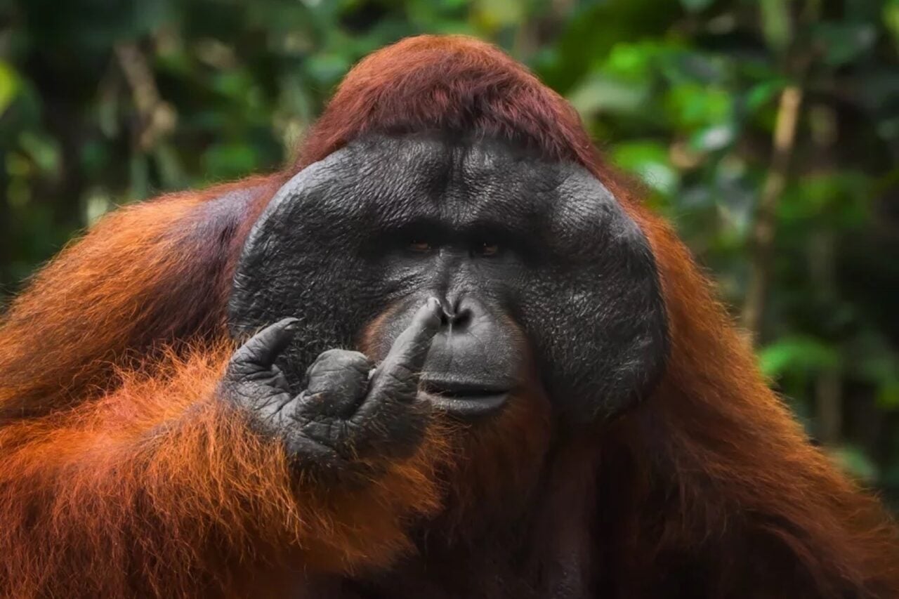 Nature’s Goofy Side Takes Center Stage in the Funniest Wildlife Photos of the Year