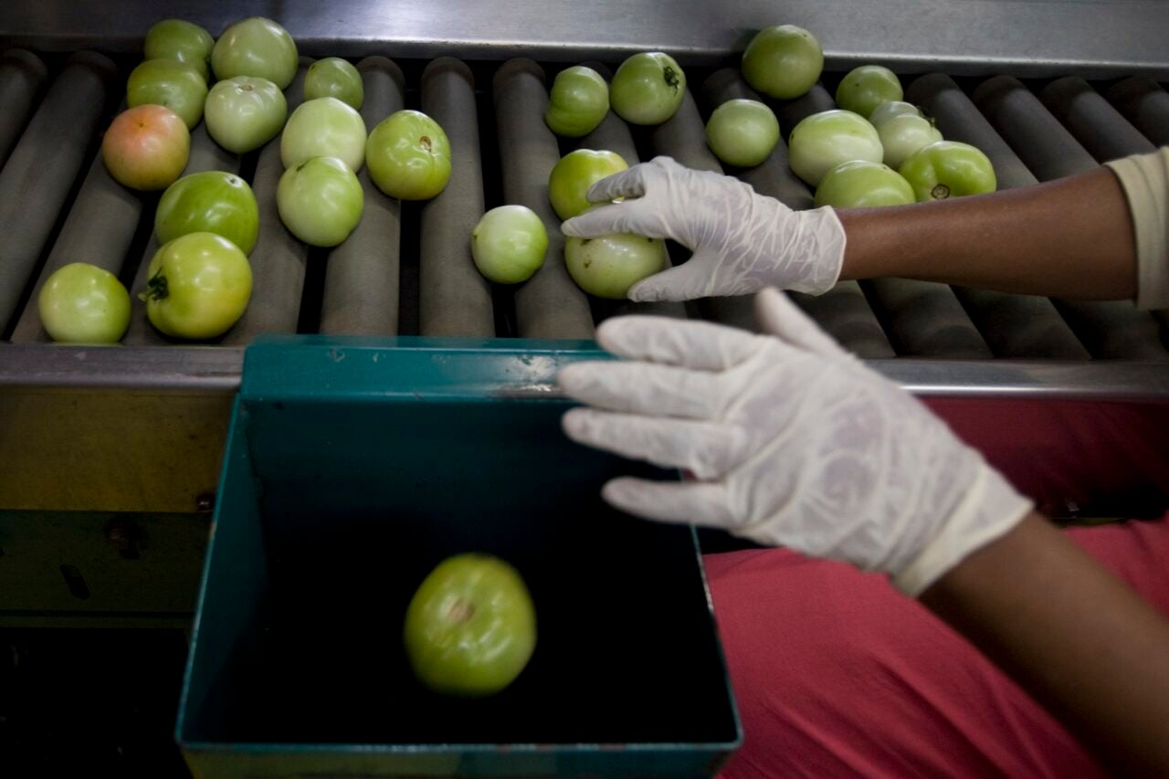 Tomatoes are inspected as part of quality control at West Coast Tomato June 21, 2008 in Palmetto, Florida.