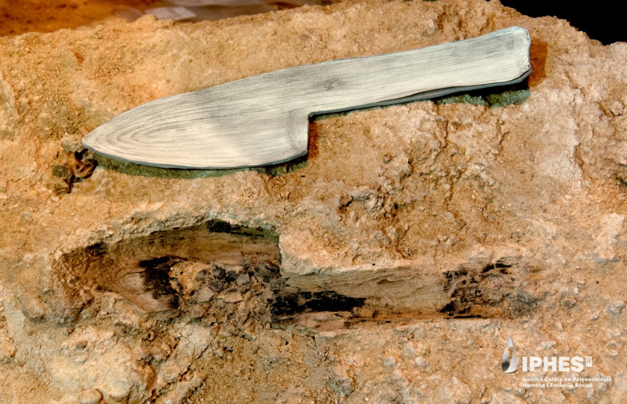 Wooden Club Like Object Neanderthal