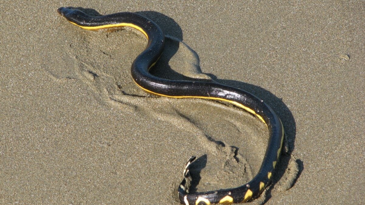 This Super El Niño Is Drawing Exotic Species to the&hellip;