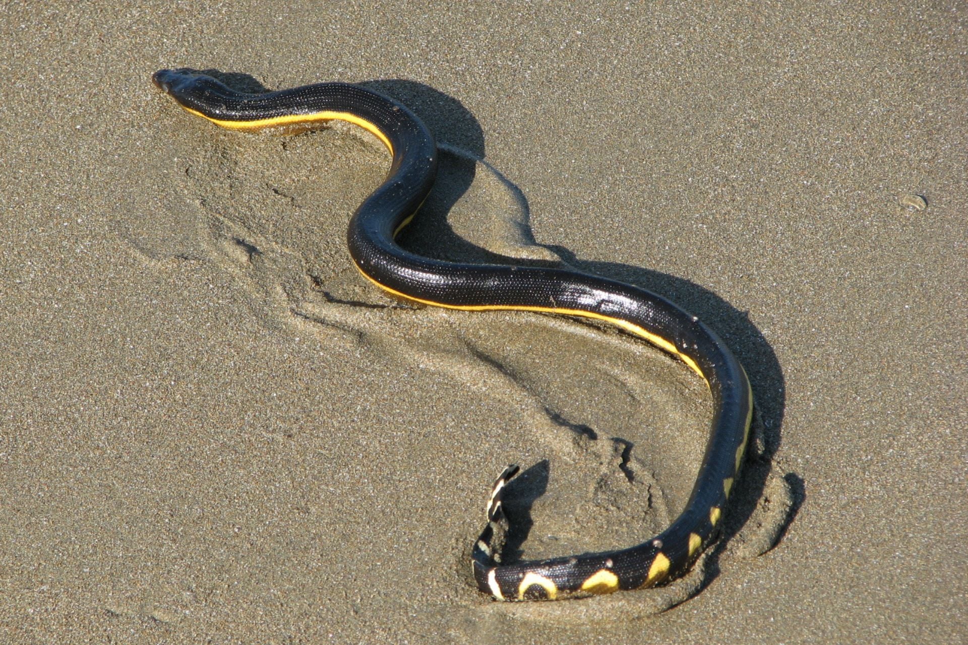 A yellow-bellied sea snake.